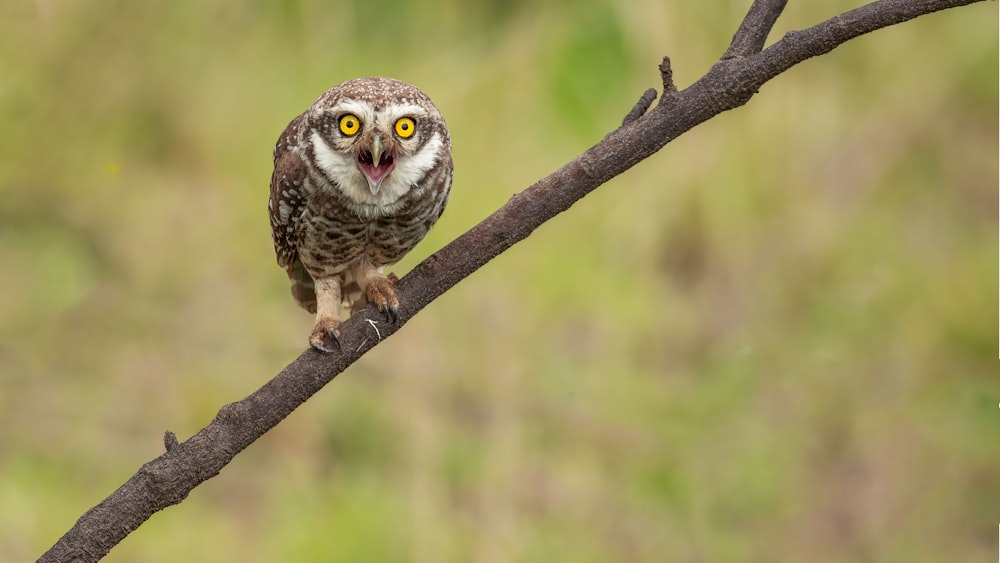 an owl on a branch