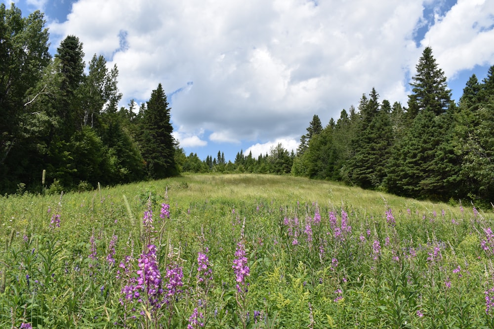 Un campo de flores con árboles al fondo