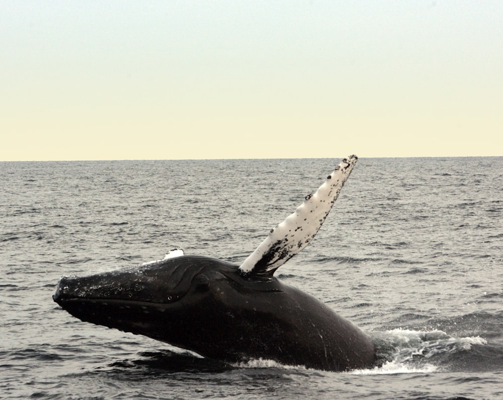 a whale tail coming out of the water