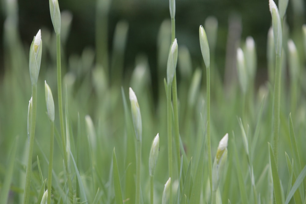 close-up of a field of wheat