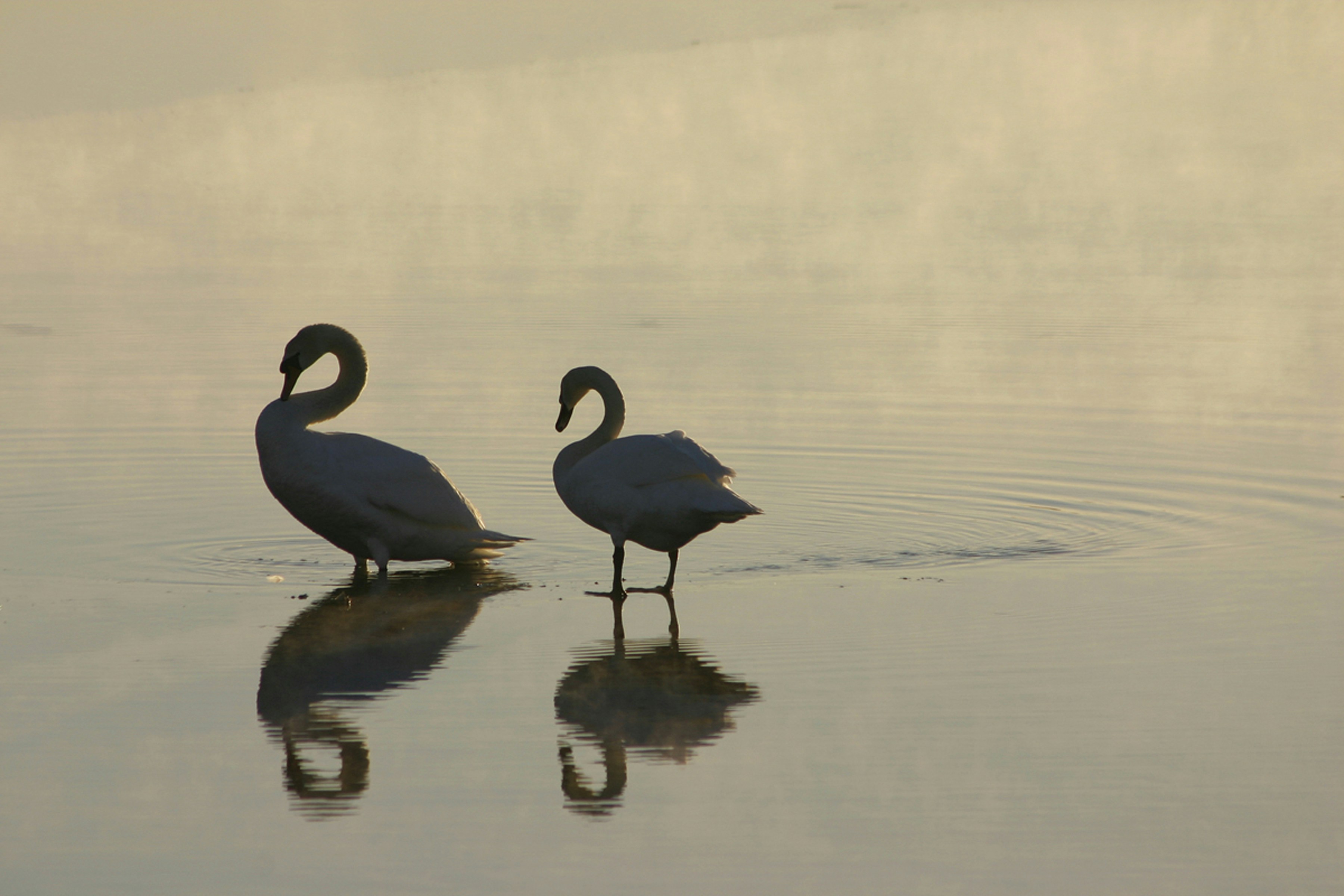 a couple of birds standing in water
