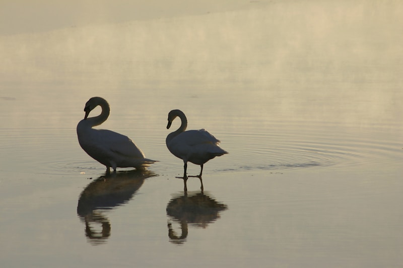 Bird pair in water