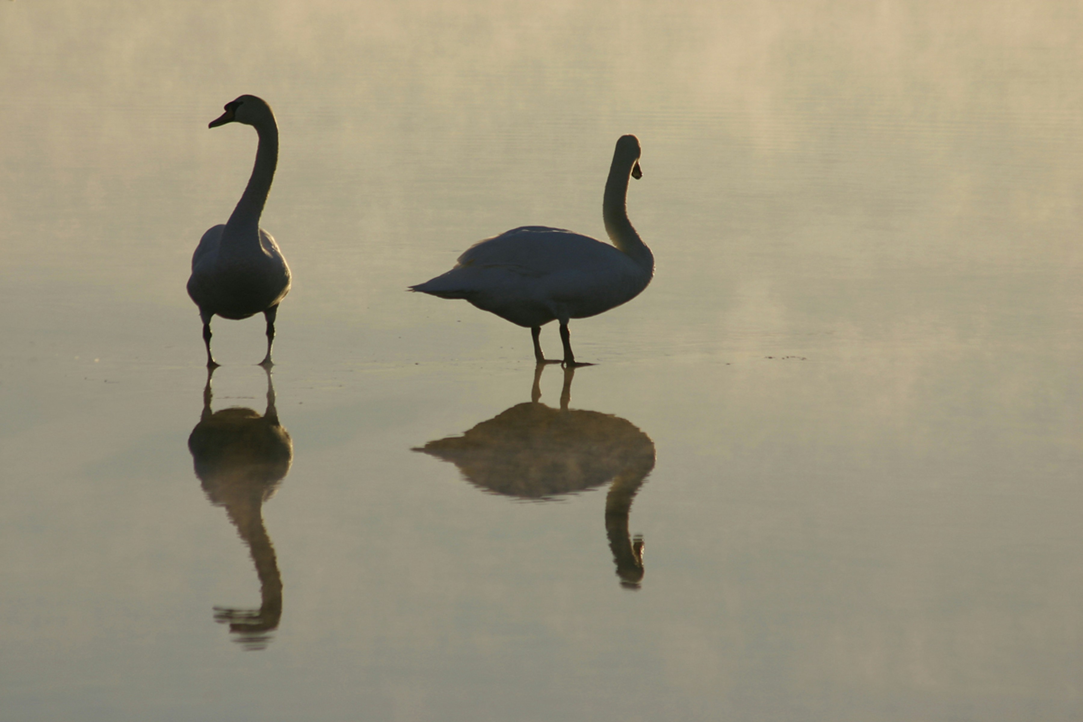 a couple of birds standing in water