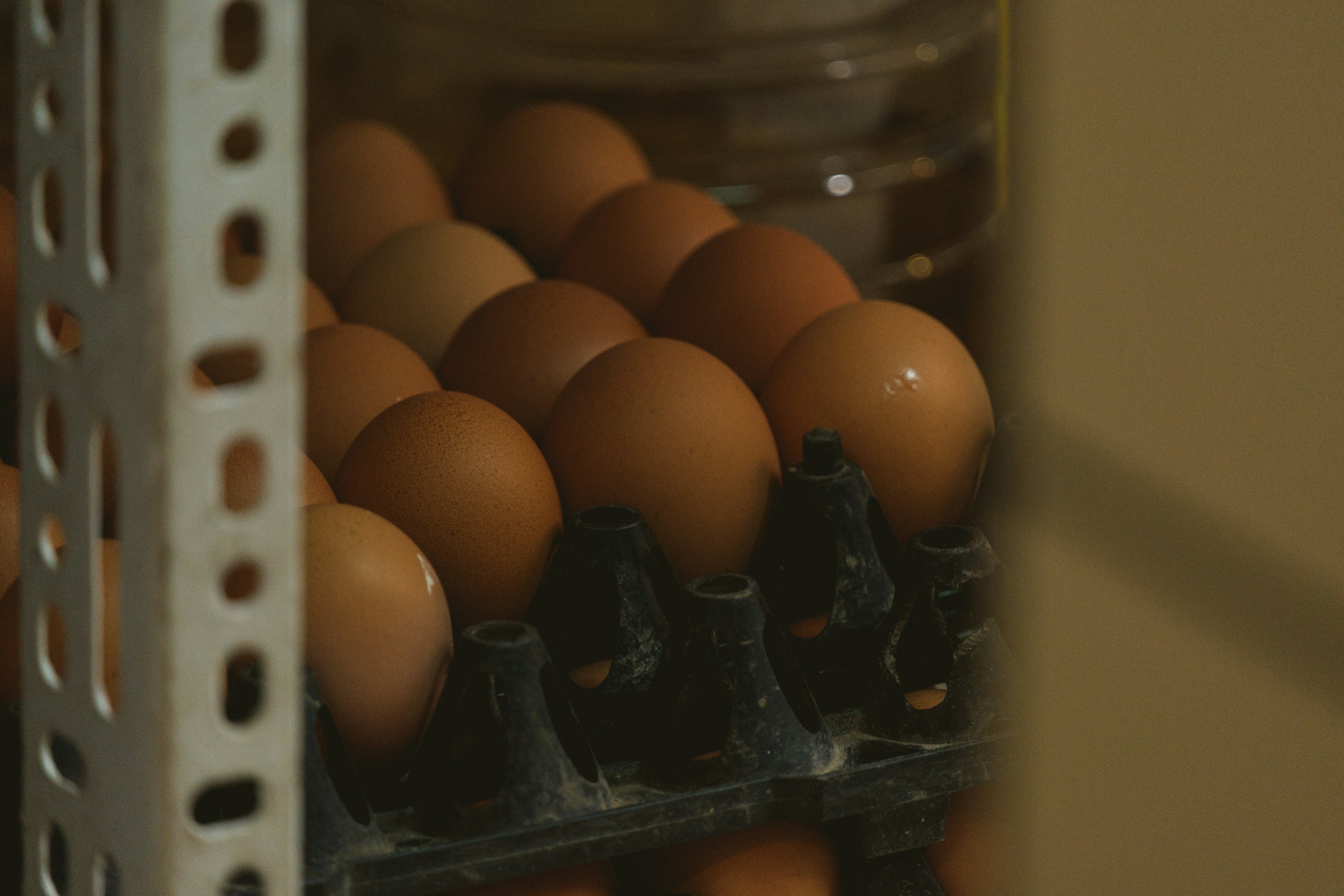 a carton of eggs