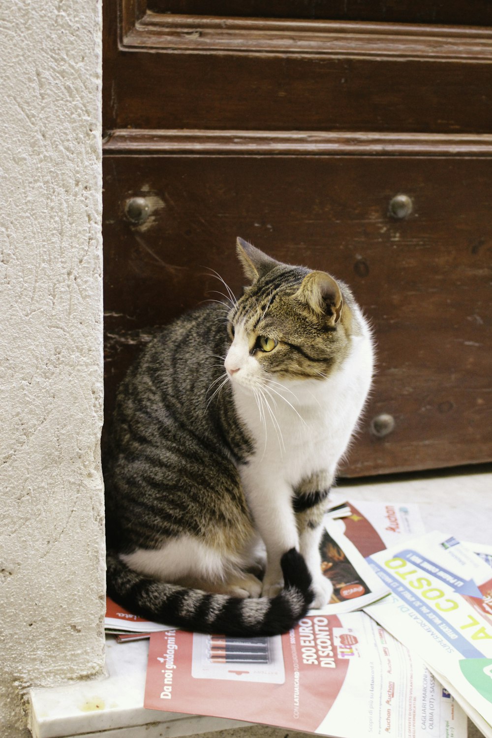 a cat sitting on a shelf