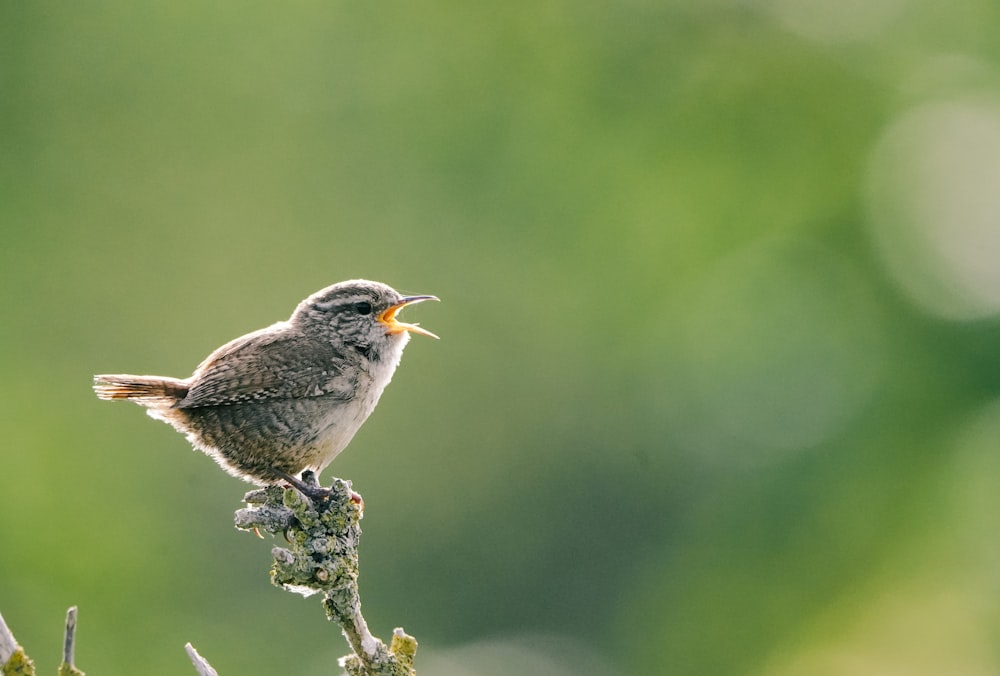 a small bird on a branch