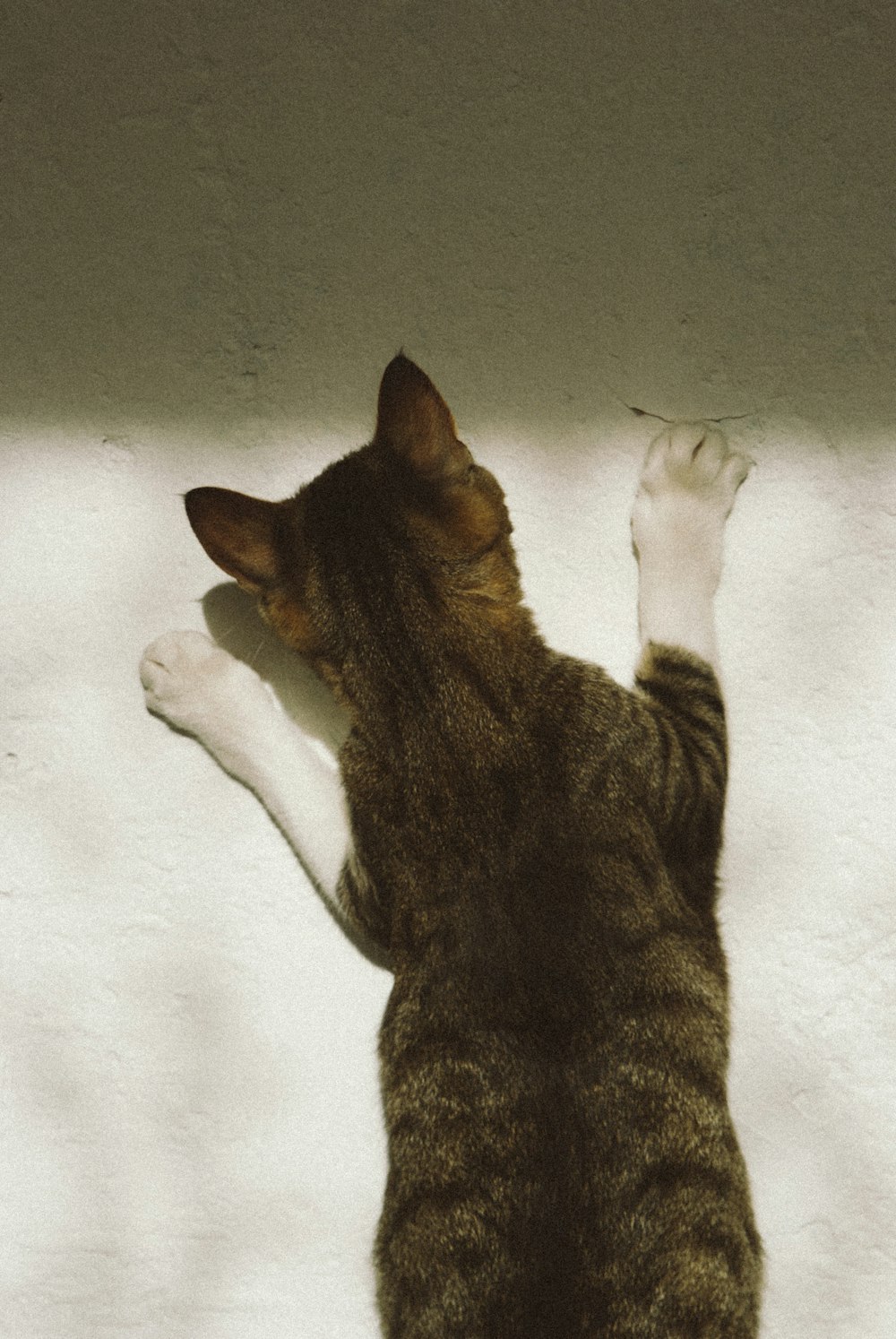 a cat with its paw up