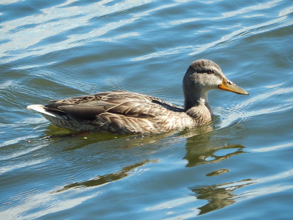 a duck swimming in water