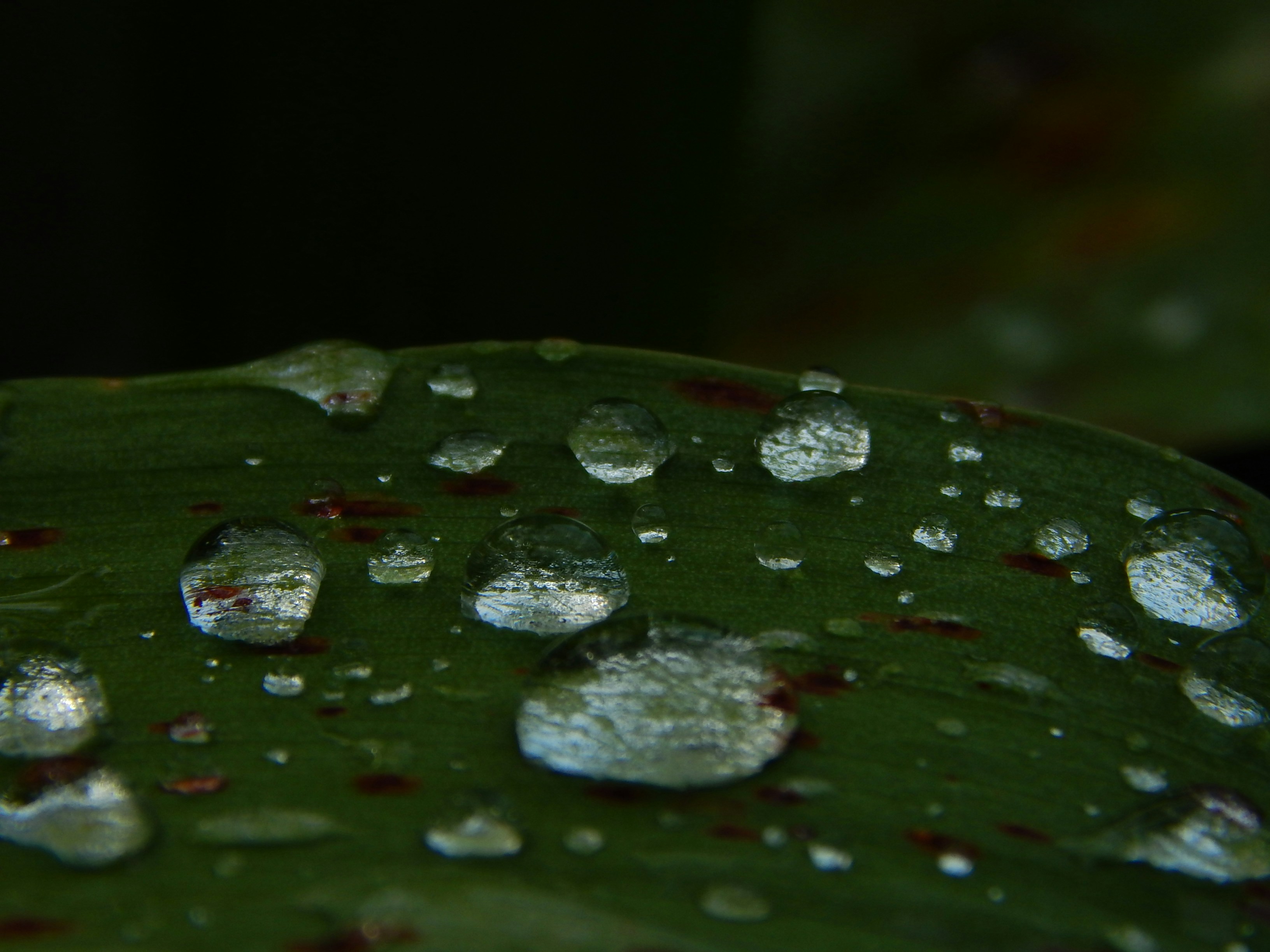 a close-up of water drops on a leaf