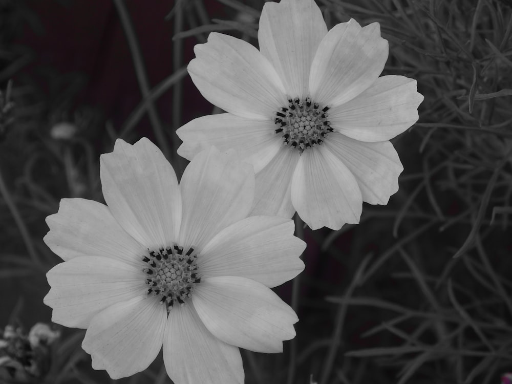 a couple white flowers