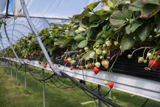 a vine with fruits on it