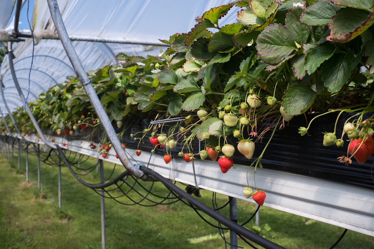 Raised gutter crops in a greenhouse