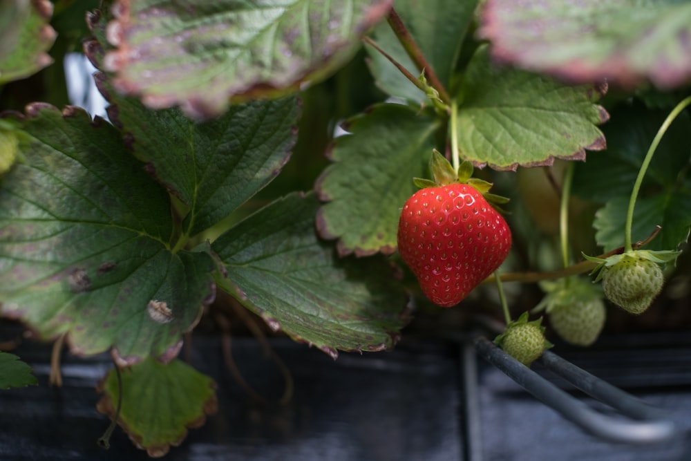 a close up of a strawberry