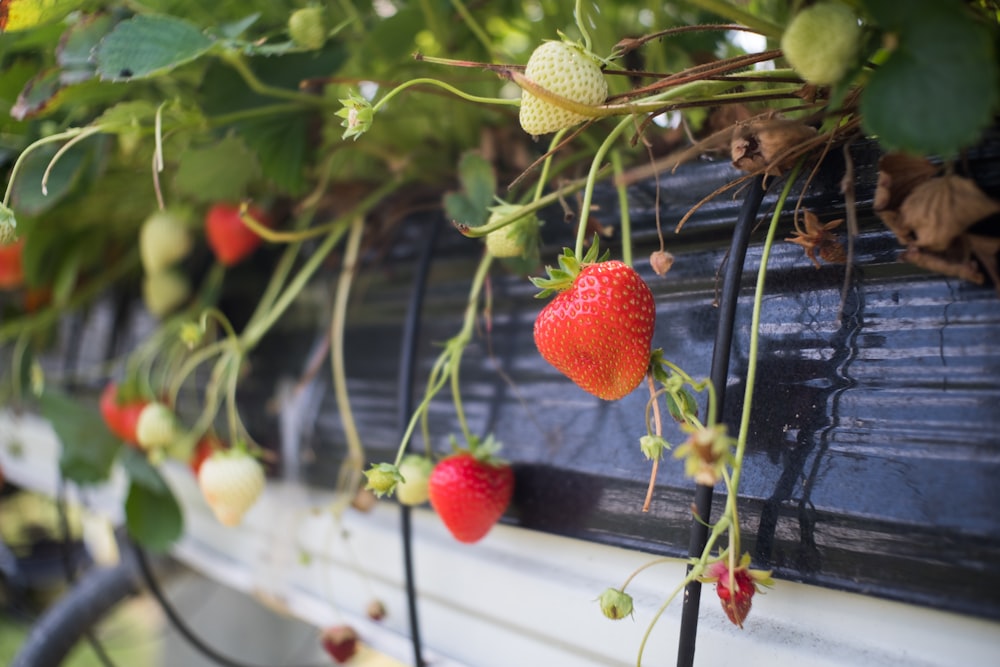 a group of red fruits on a plant