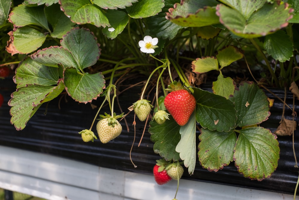 a group of strawberries on a plant