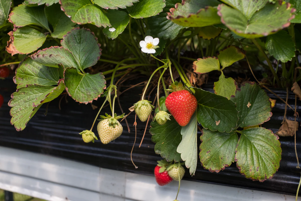 Strawberries on greenhouse gutters