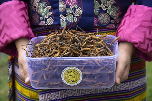 A person in colorful traditional clothing is holding a clear plastic container filled with caterpillar-like fungus, known as cordyceps. The intricate patterns on the garment include floral and geometric designs, featuring vibrant colors such as pink, blue, and green.