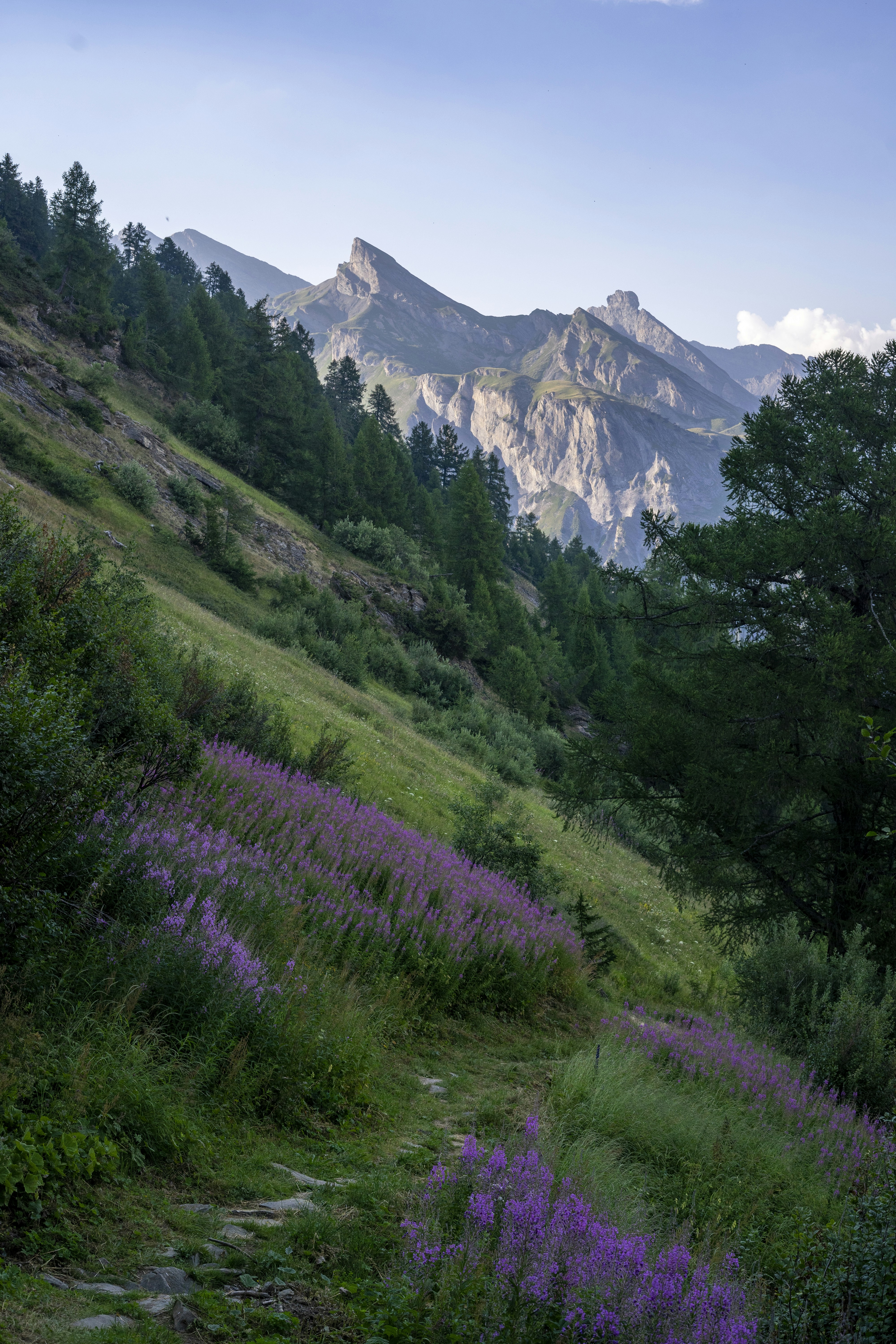 una zona erbosa con alberi e montagne sullo sfondo