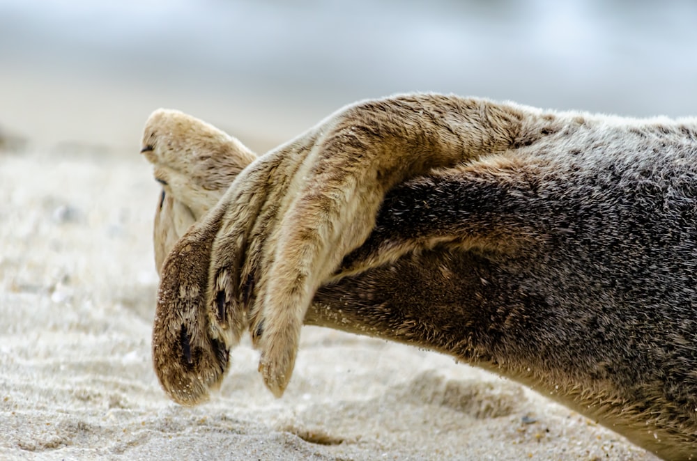 a couple of baby otters