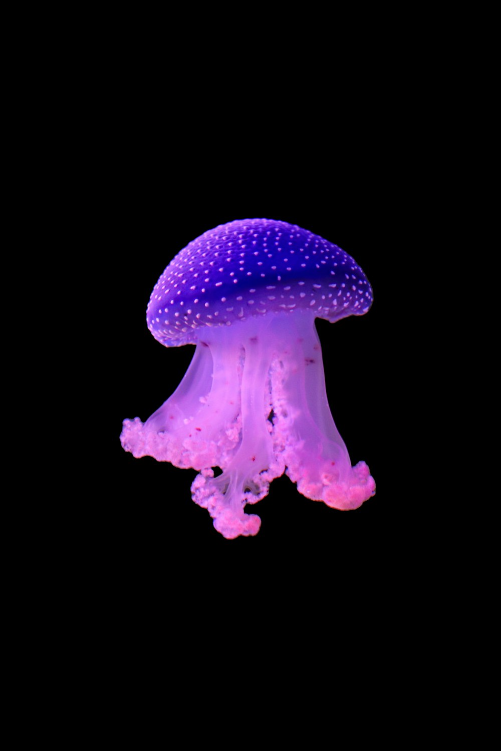 a jellyfish in the dark