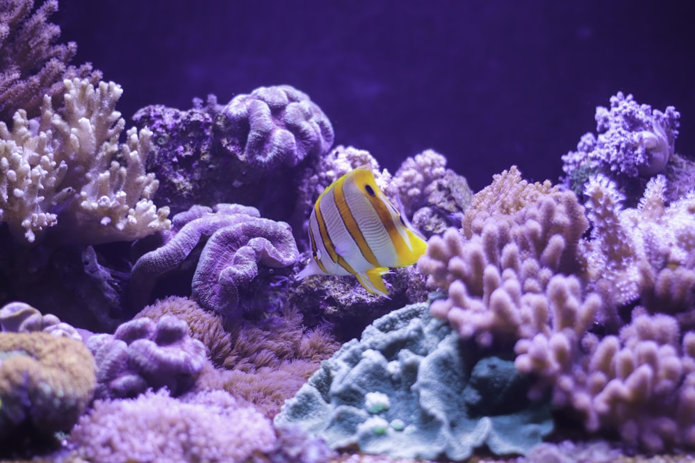 a fish swimming in an aquarium