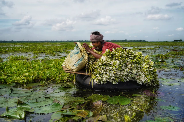 A boat loaded with produce heading to market