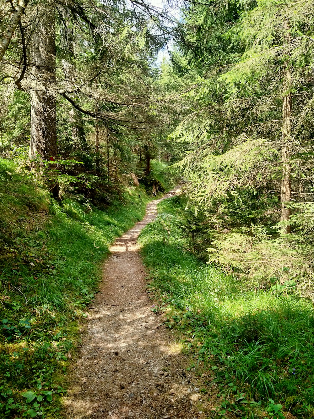 a dirt path through a forest