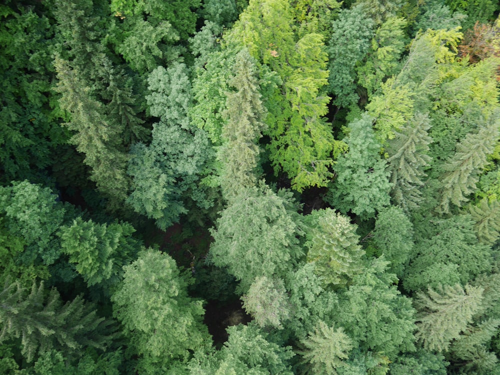 a large group of trees