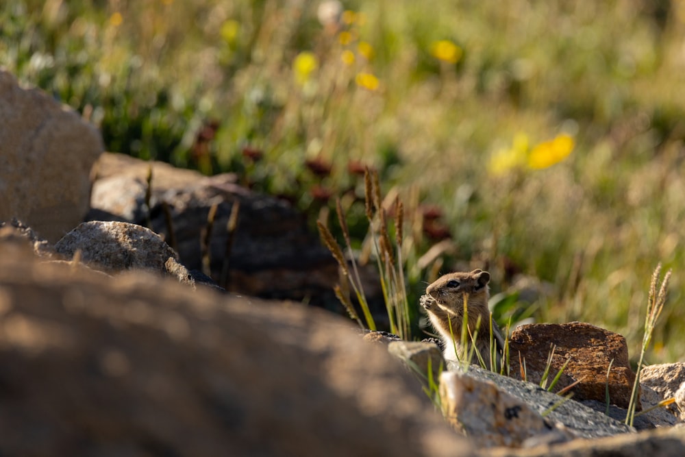 a frog on a rock