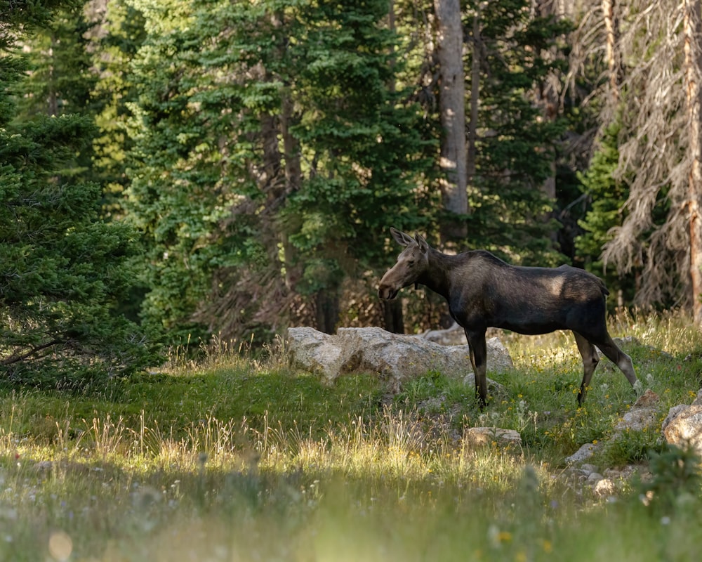 a moose walking on a rock by a river