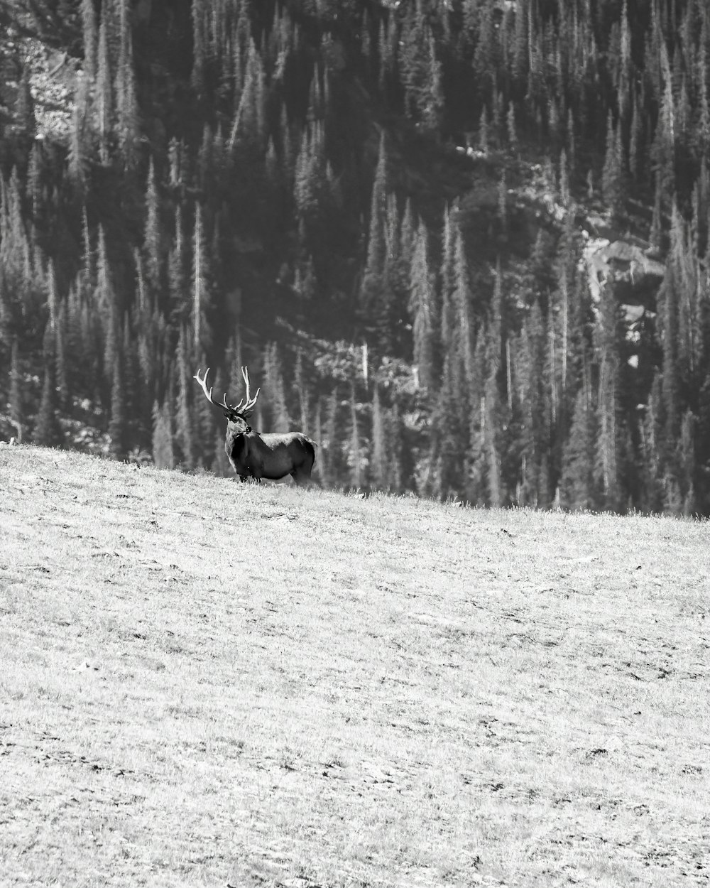 a moose lying in a field