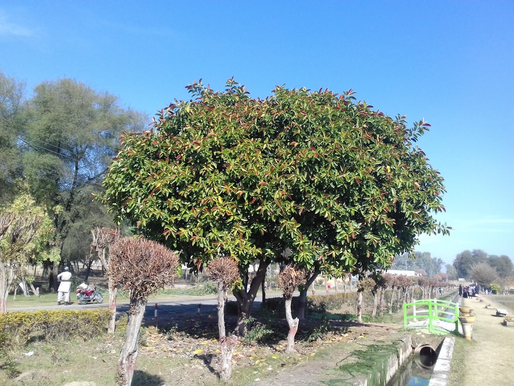 a tree with many branches