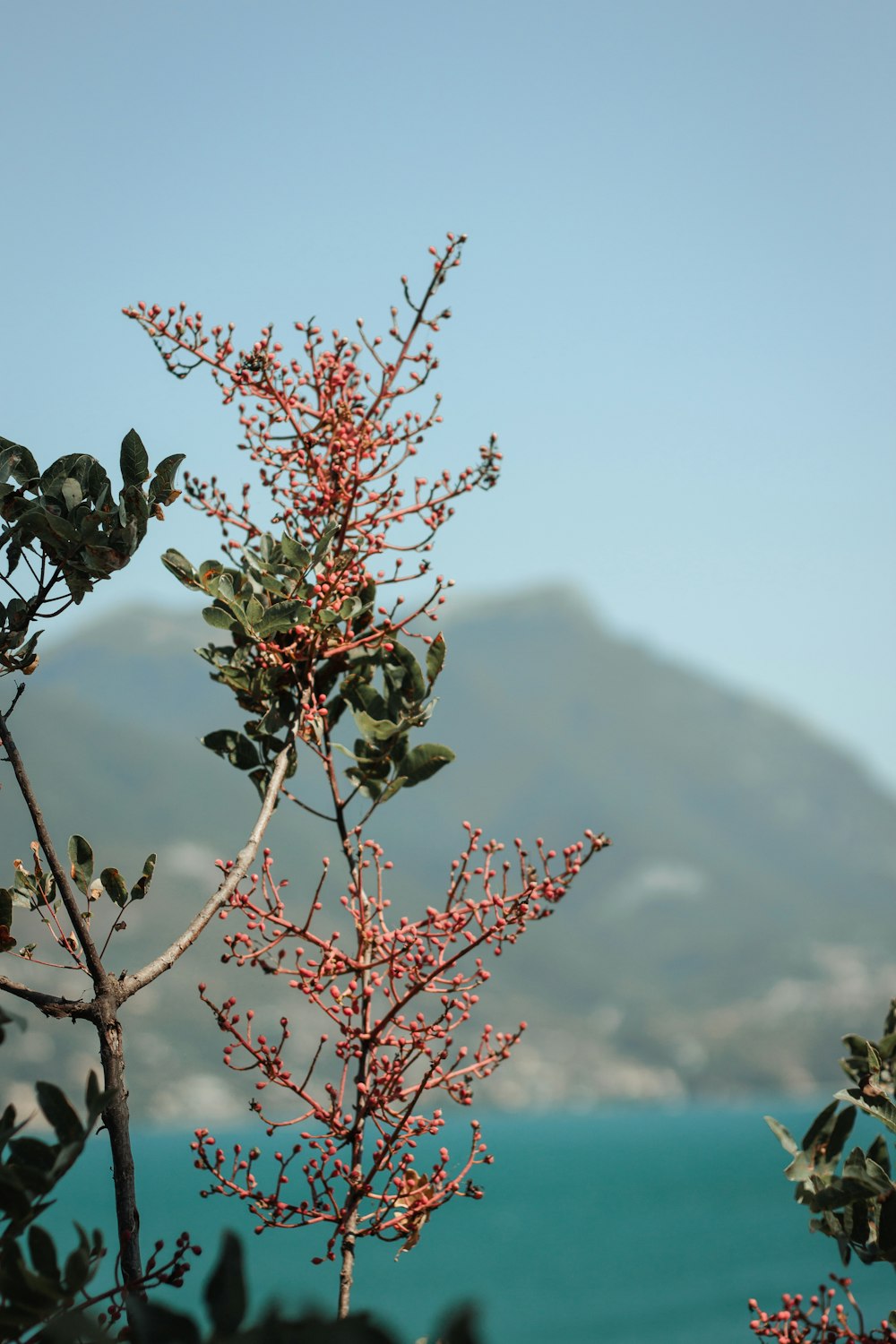 a tree with flowers