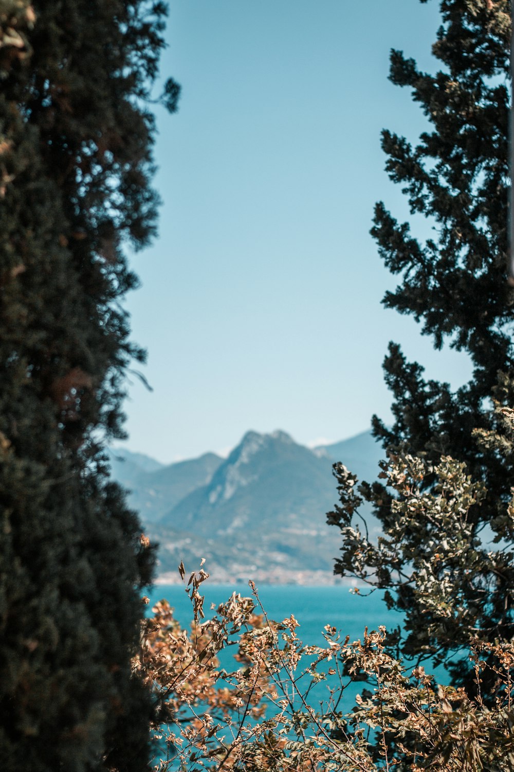 una vista di una montagna e di un lago da un albero