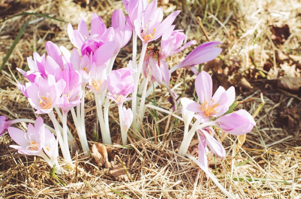 a group of flowers