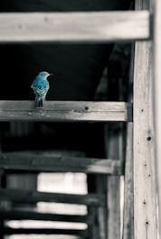 a bird sits on a bench