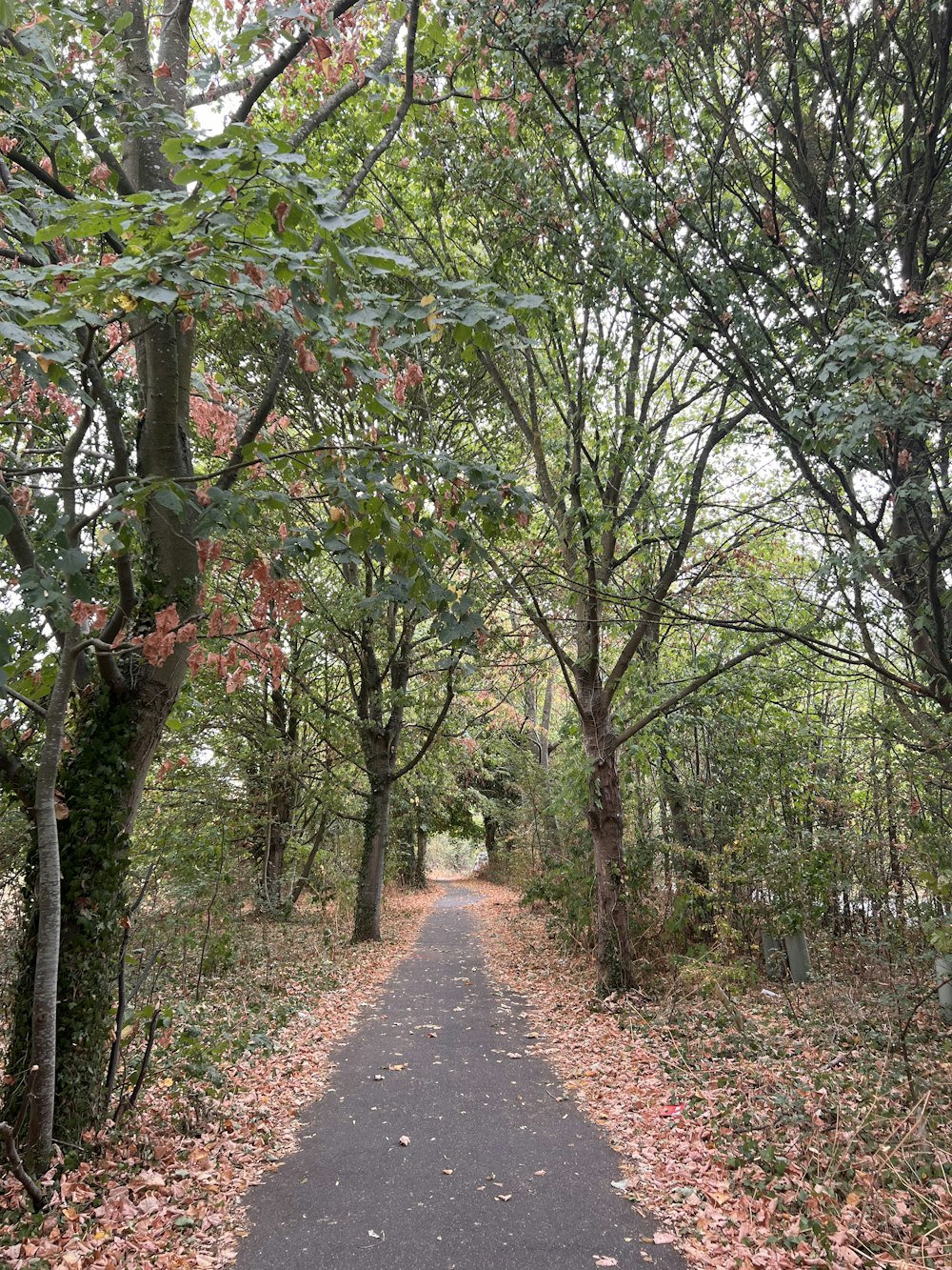 a path through a forest