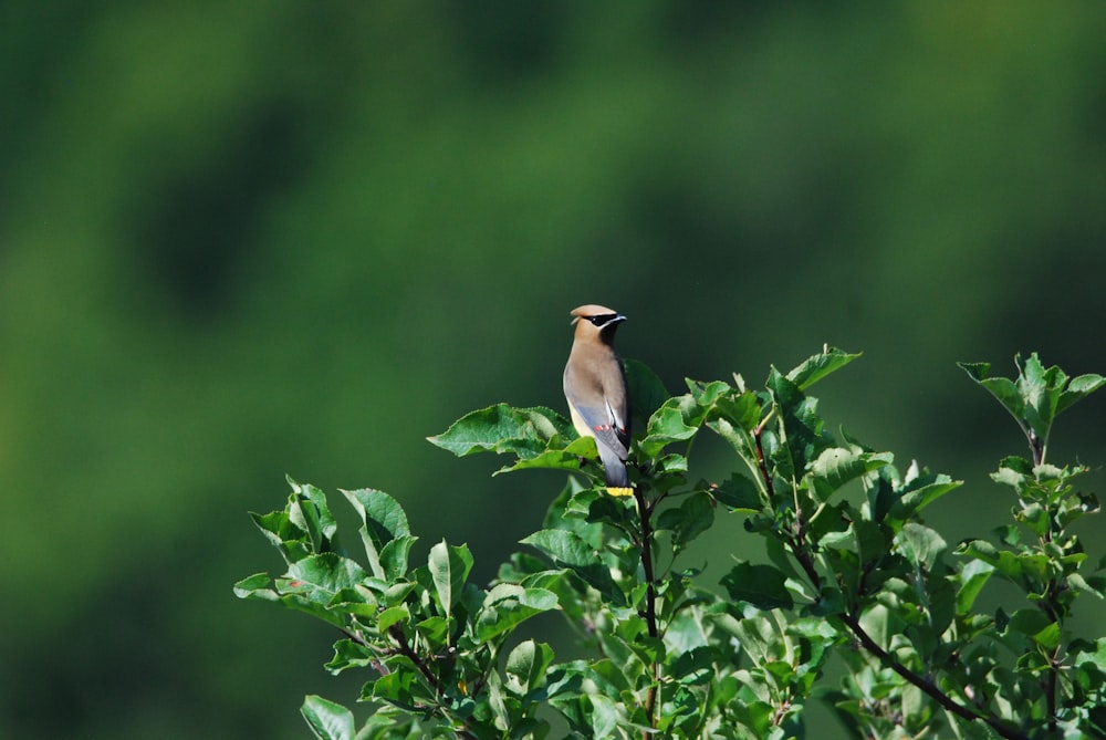 a bird sits on a branch