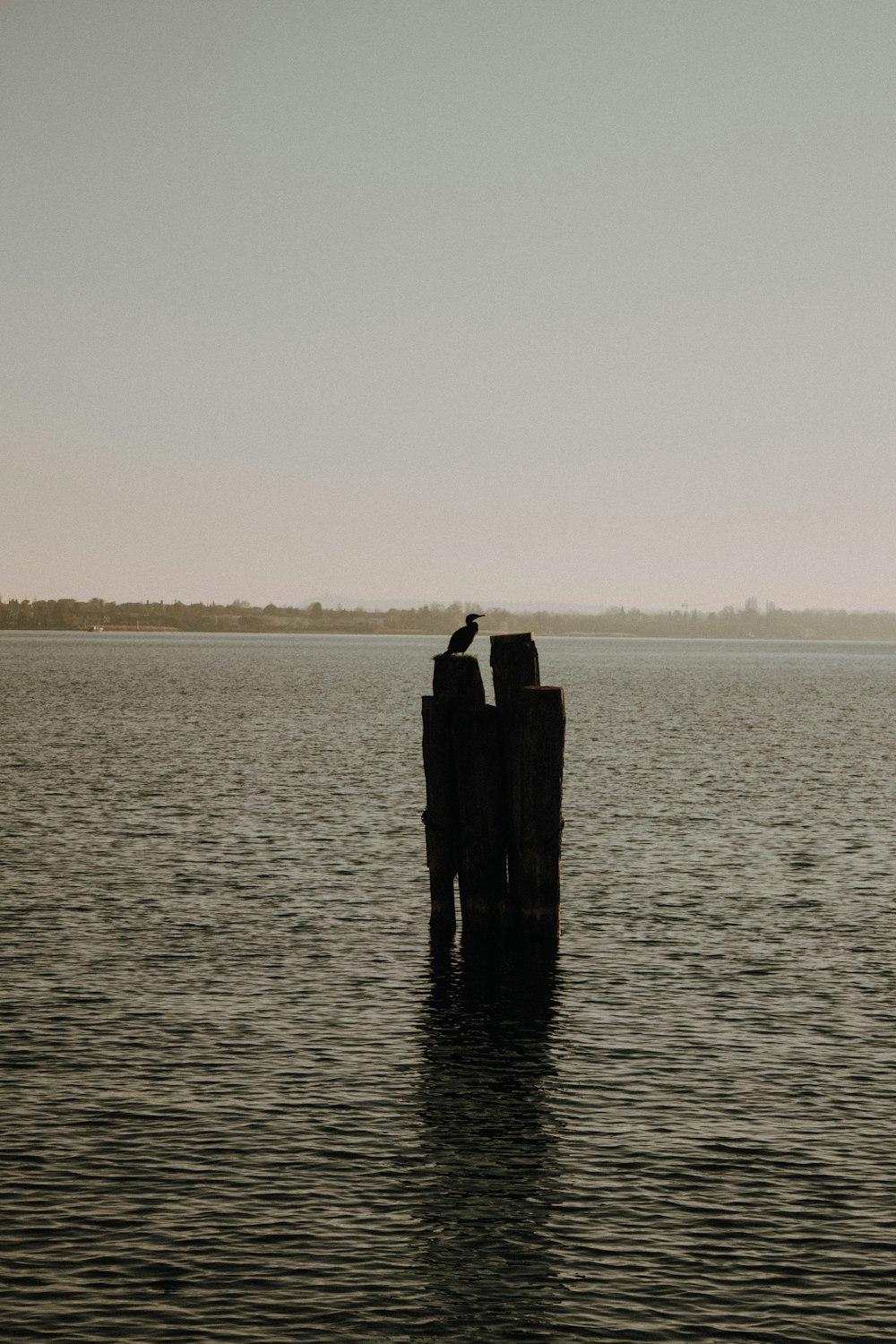 a bird on a rock in the middle of a body of water