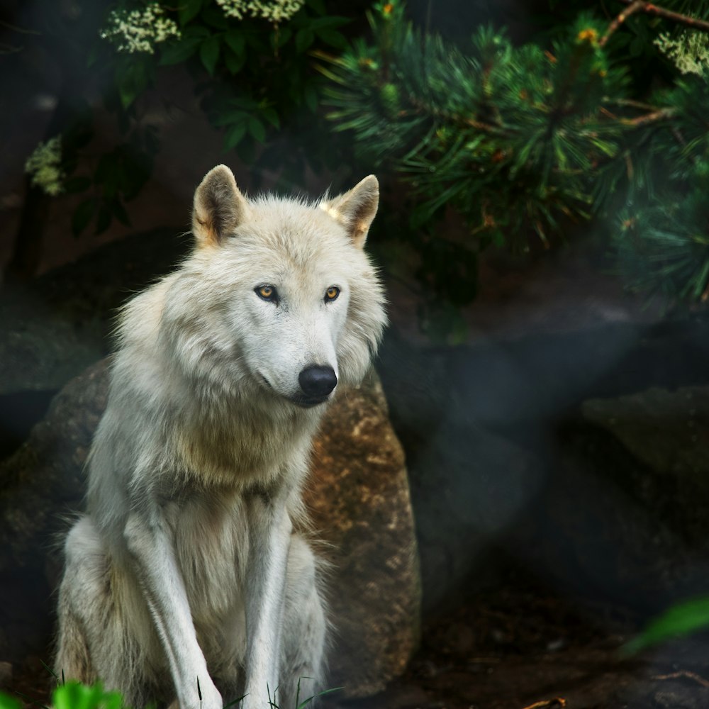 a wolf standing on a rock