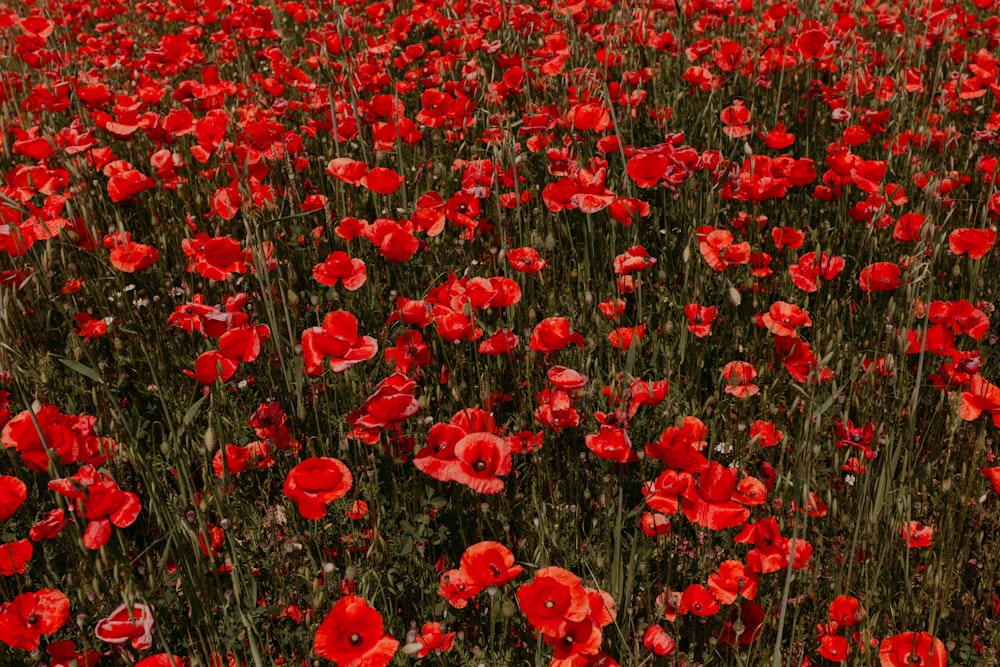 a field of red flowers