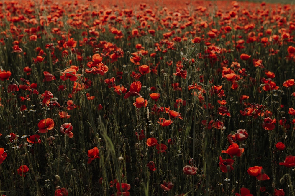 a field of red flowers