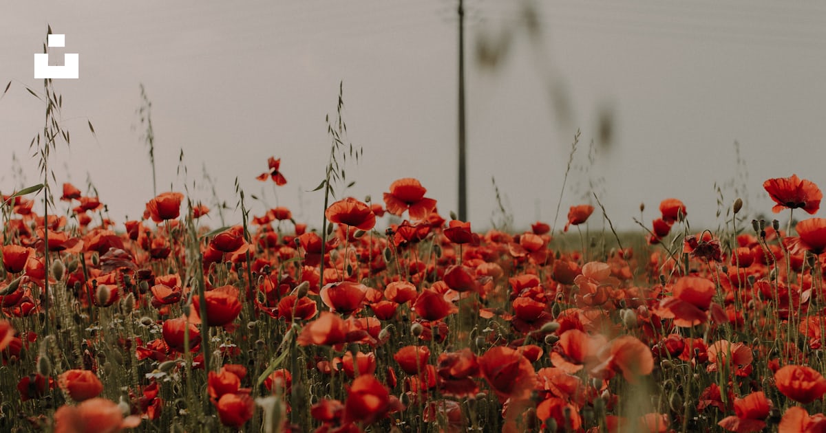 Un champ de fleurs rouges photo – Photo Coquelicot Gratuite sur Unsplash