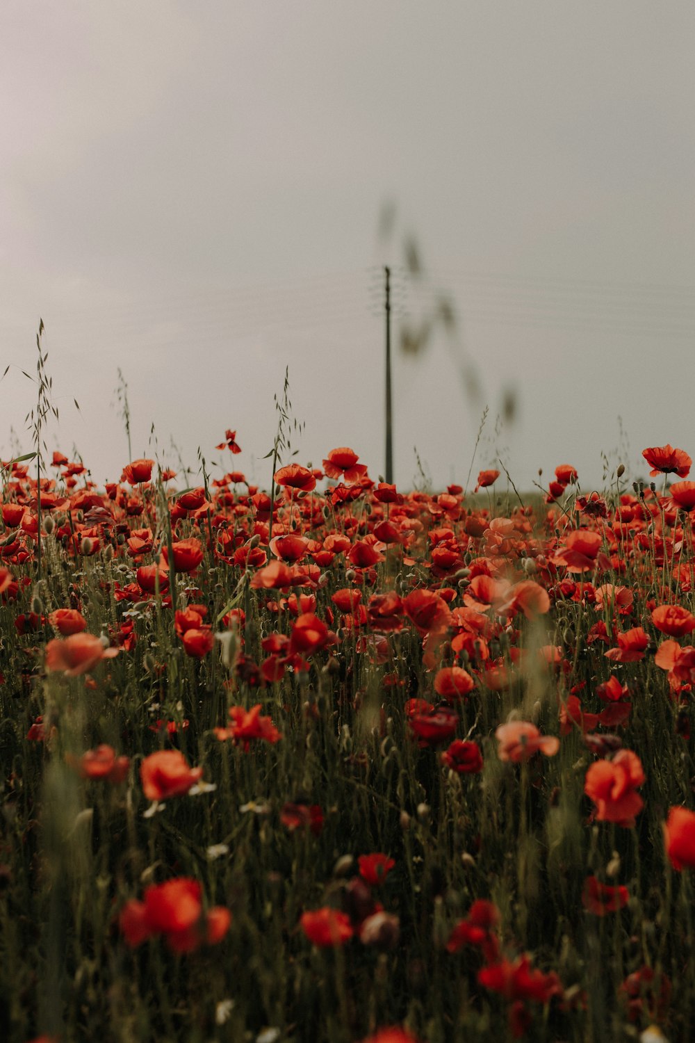 a field of red flowers