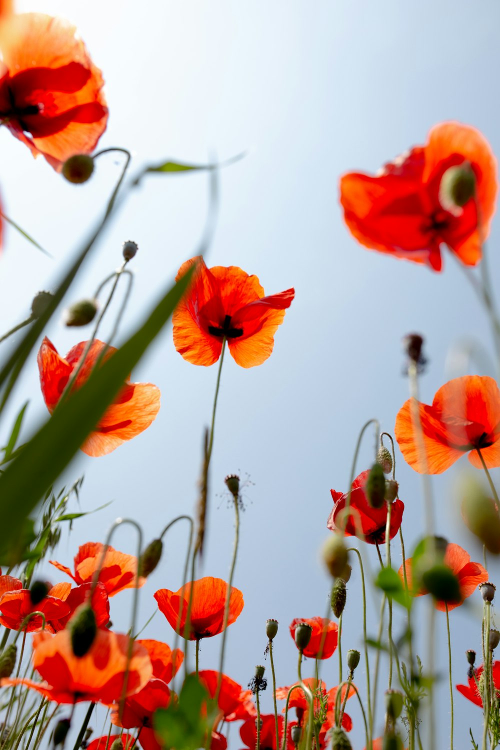 a group of flowers