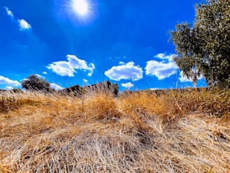 A bright, sunny landscape with a clear blue sky.