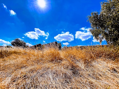 A bright, sunny landscape with a clear blue sky.