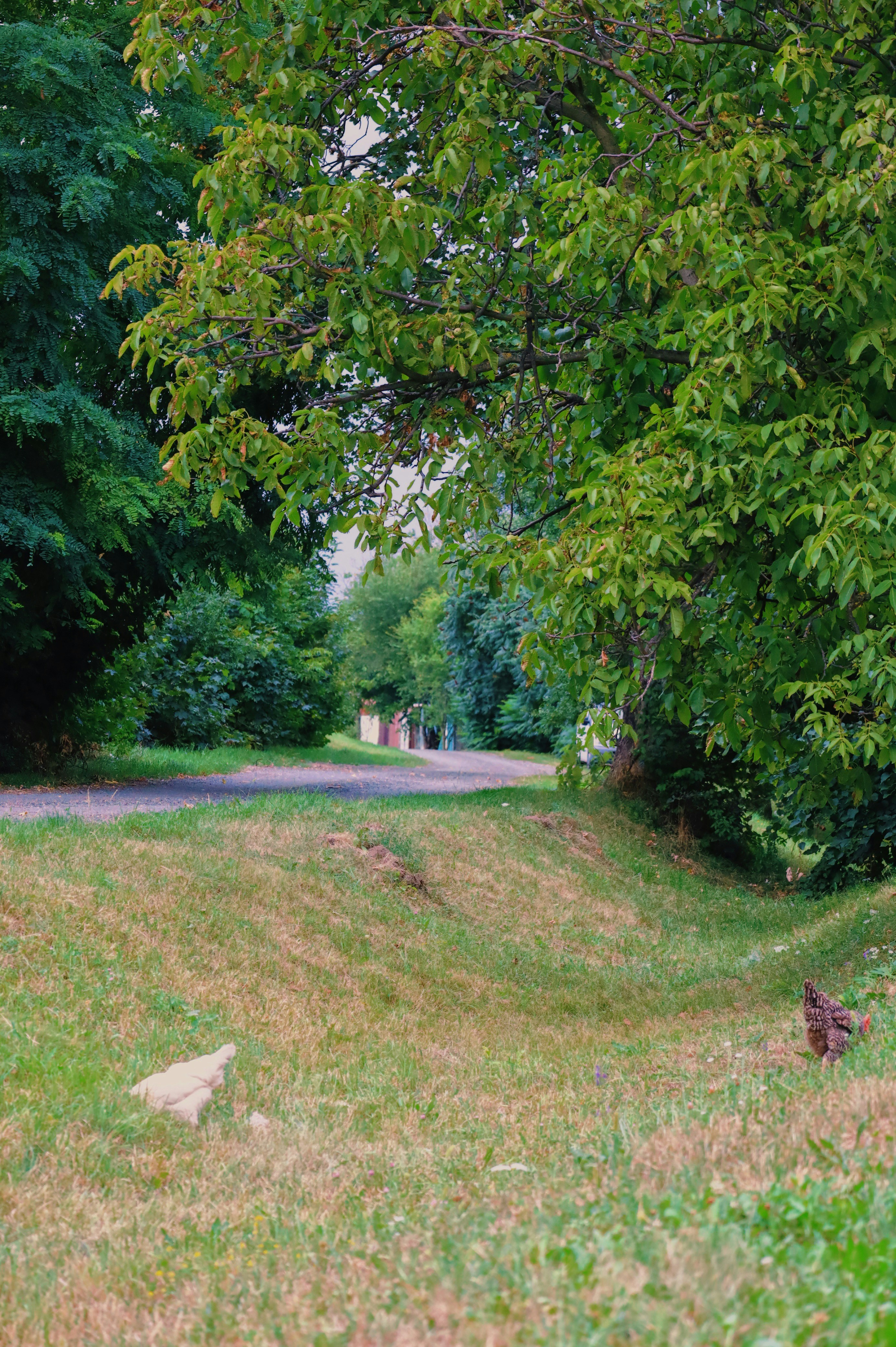 Photo by isabeladrasovean