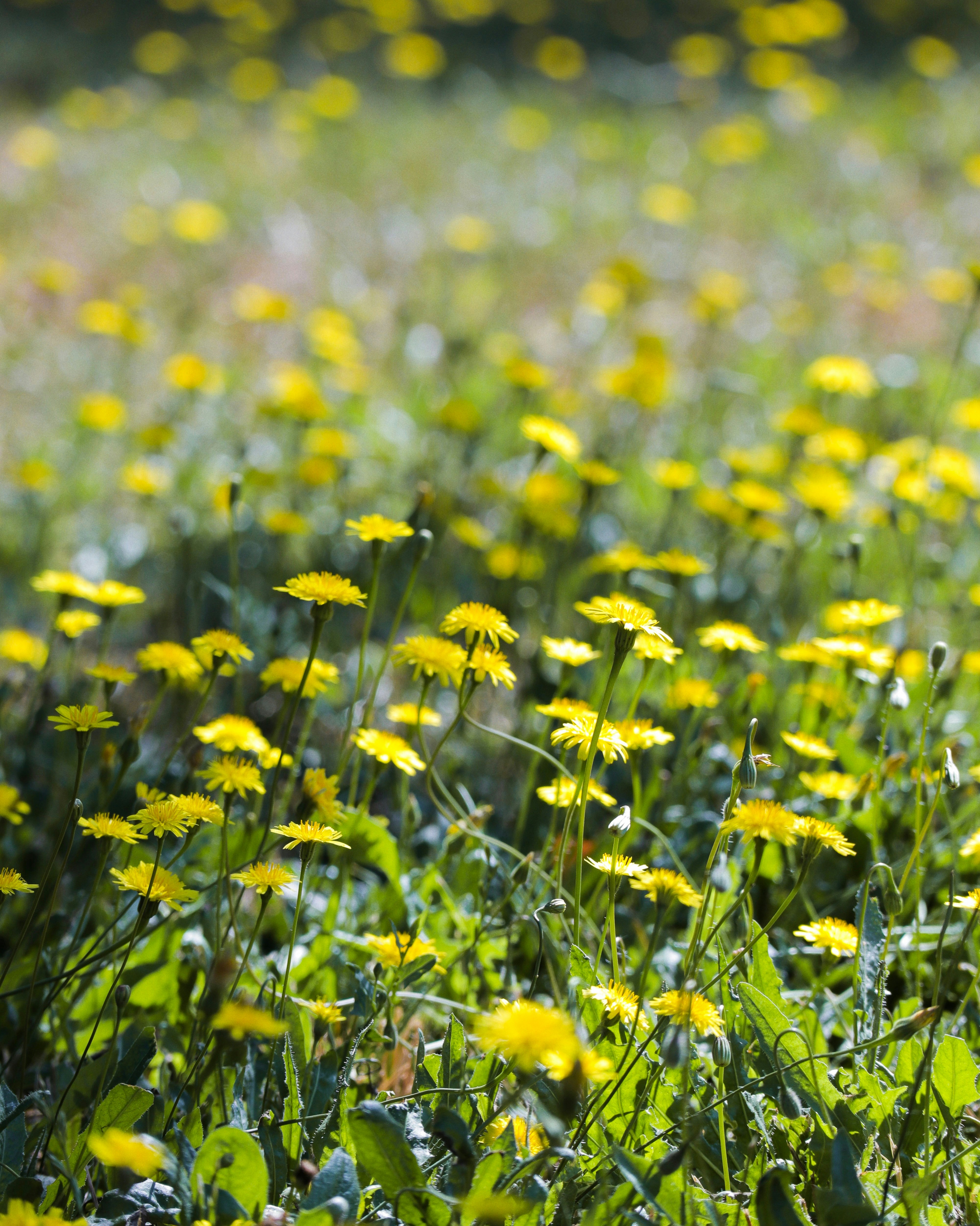 Photo by joseph_royer