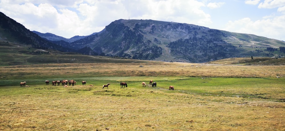 a group of horses in a field